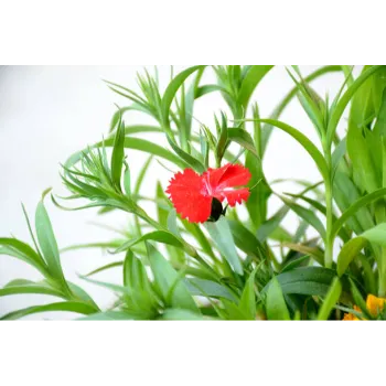 Ornamental Plant